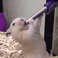 A HAMSTER!! :-O