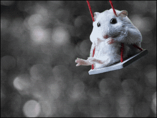 hamster.